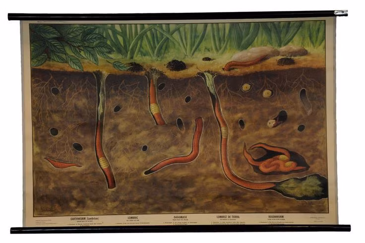 Can canh loai giun dat dai 3 met, phat ra tieng keu ky la-Hinh-4