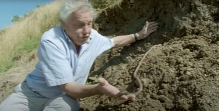 Can canh loai giun dat dai 3 met, phat ra tieng keu ky la-Hinh-3