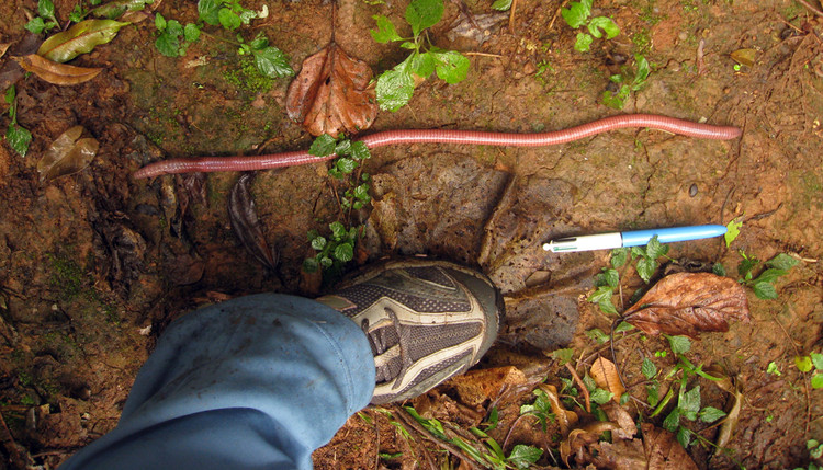 Can canh loai giun dat dai 3 met, phat ra tieng keu ky la-Hinh-2