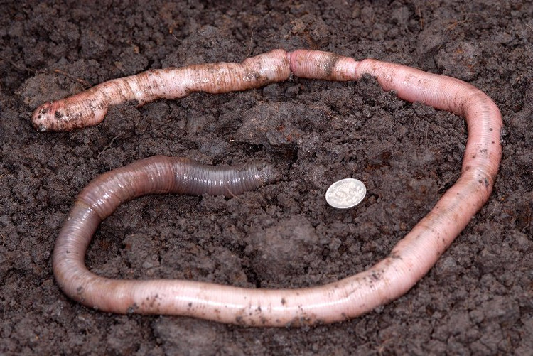 Can canh loai giun dat dai 3 met, phat ra tieng keu ky la-Hinh-6