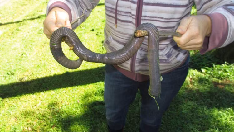 Can canh loai giun dat dai 3 met, phat ra tieng keu ky la-Hinh-8