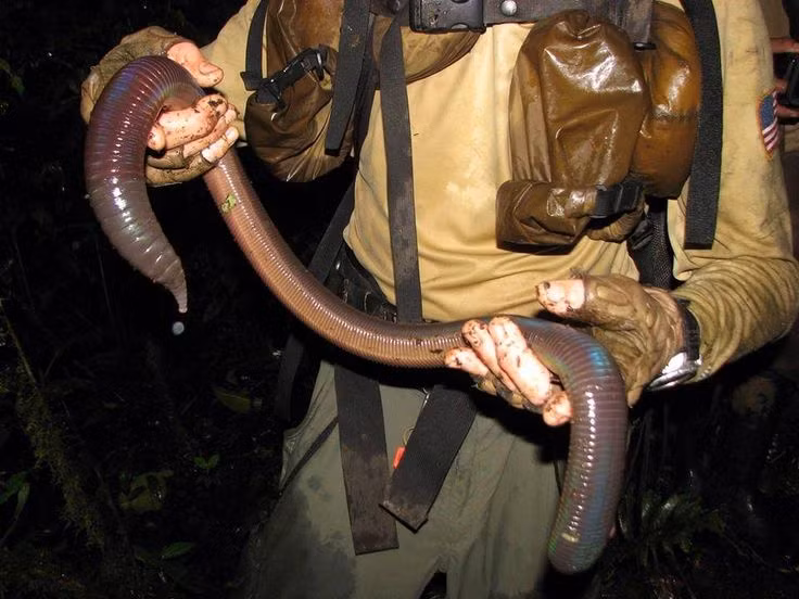 Can canh loai giun dat dai 3 met, phat ra tieng keu ky la