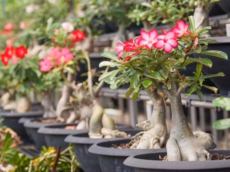 Loai cay may man, hut loc, trong nhieu o den chua Viet Nam-Hinh-6