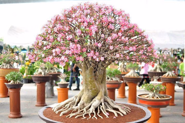 Loai cay may man, hut loc, trong nhieu o den chua Viet Nam-Hinh-8