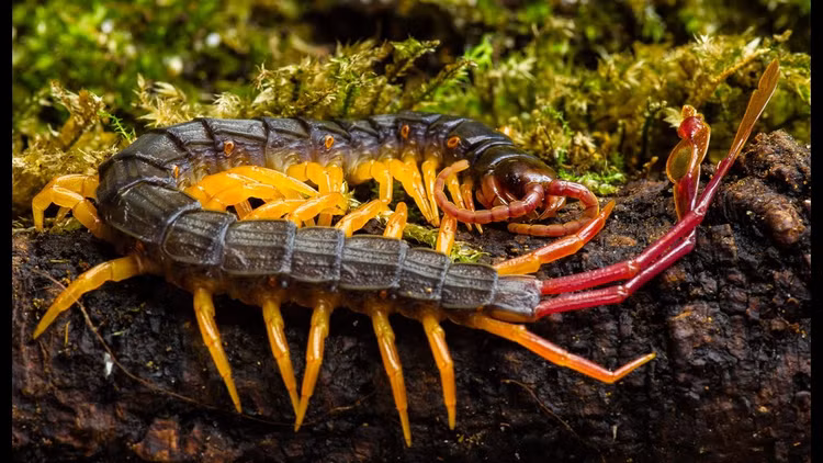 10 dieu dang ngac nhien khong phai ai cung biet ve loai ret-Hinh-2