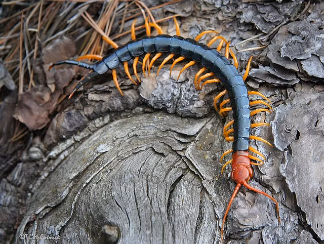 10 dieu dang ngac nhien khong phai ai cung biet ve loai ret-Hinh-7