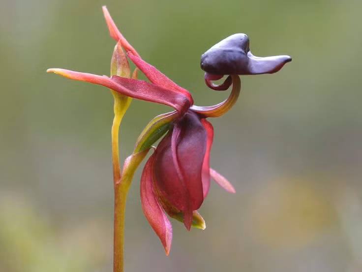 Loai hoa co hinh thu khien ai nhin cung ha hoc mom kinh ngac-Hinh-7