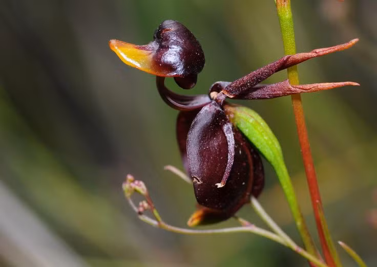 Loai hoa co hinh thu khien ai nhin cung ha hoc mom kinh ngac