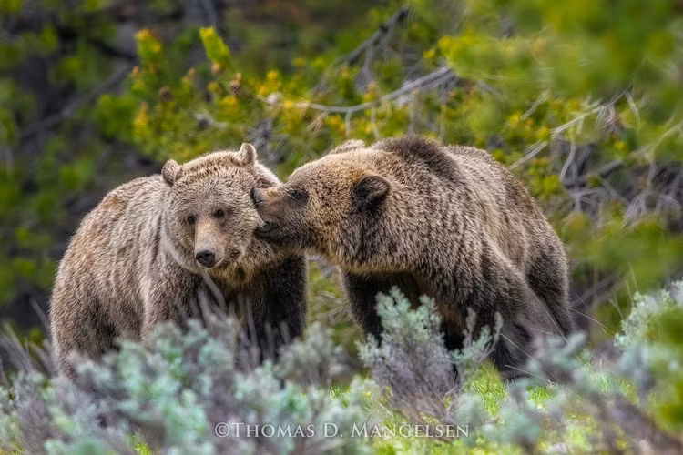 'Bat ngua' su that ve cong vien quoc gia co nhat the gioi-Hinh-6
