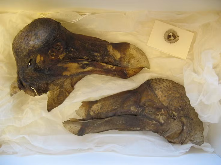 Soc nang voi loai chim tuyet chung chong vanh vi qua dan don-Hinh-9