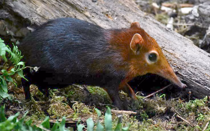 Sự thật đáng kinh ngạc về loài chuột chù có họ hàng với voi - Hình 2 Su that dang kinh ngac ve loai chuot chu co ho hang voi voi-Hinh-2