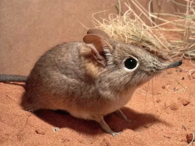Sự thật đáng kinh ngạc về loài chuột chù có họ hàng với voi - Hình 7 Su that dang kinh ngac ve loai chuot chu co ho hang voi voi-Hinh-7