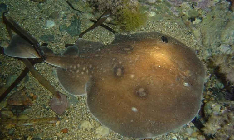 Tan muc loai vat duoc menh danh... cuc pin sac cua tu nhien-Hinh-4