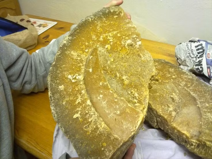 Tai sao long dien huong duoc goi la vang cua dai duong?