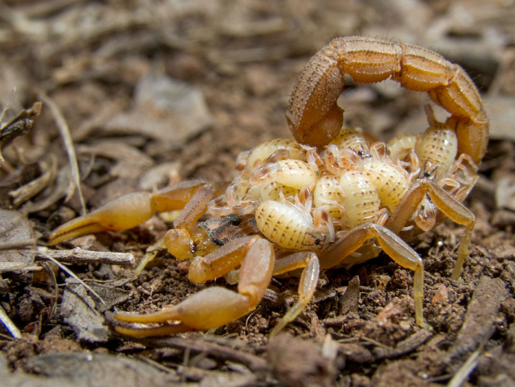 Top 10 su that thu vi it nguoi biet ve loai bo cap-Hinh-8