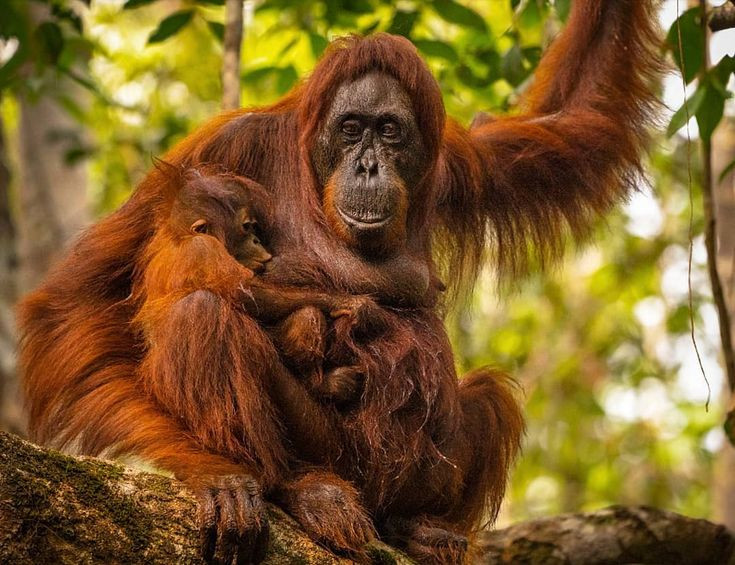 Sự thật kinh ngạc về loài vật giống con người 98% ở Đông Nam Á - Hình 2 Su that kinh ngac ve loai vat giong con nguoi 98% o Dong Nam A-Hinh-2