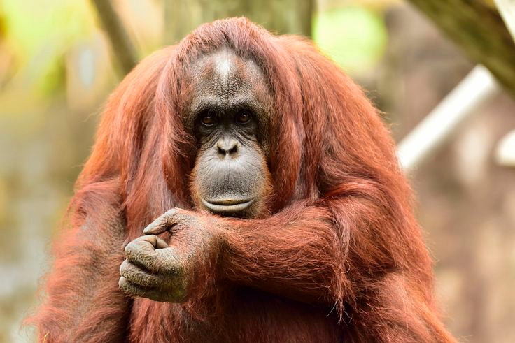 Sự thật kinh ngạc về loài vật giống con người 98% ở Đông Nam Á - Hình 3 Su that kinh ngac ve loai vat giong con nguoi 98% o Dong Nam A-Hinh-3