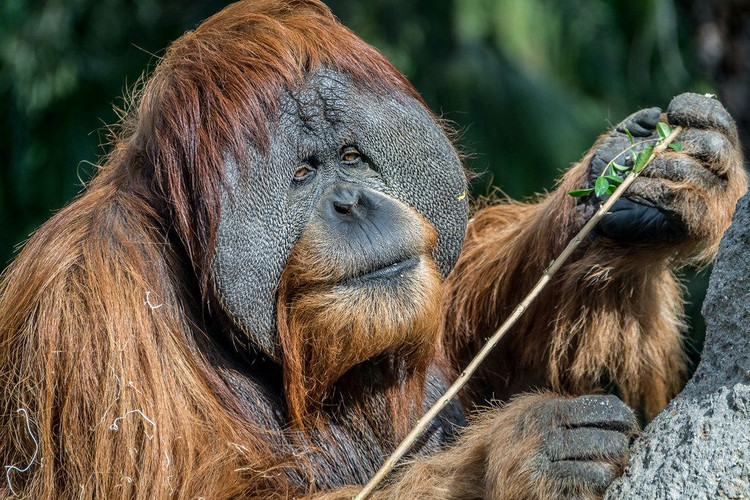 Sự thật kinh ngạc về loài vật giống con người 98% ở Đông Nam Á - Hình 4 Su that kinh ngac ve loai vat giong con nguoi 98% o Dong Nam A-Hinh-4