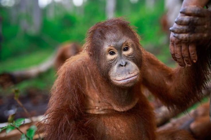 Sự thật kinh ngạc về loài vật giống con người 98% ở Đông Nam Á - Hình 8 Su that kinh ngac ve loai vat giong con nguoi 98% o Dong Nam A-Hinh-8