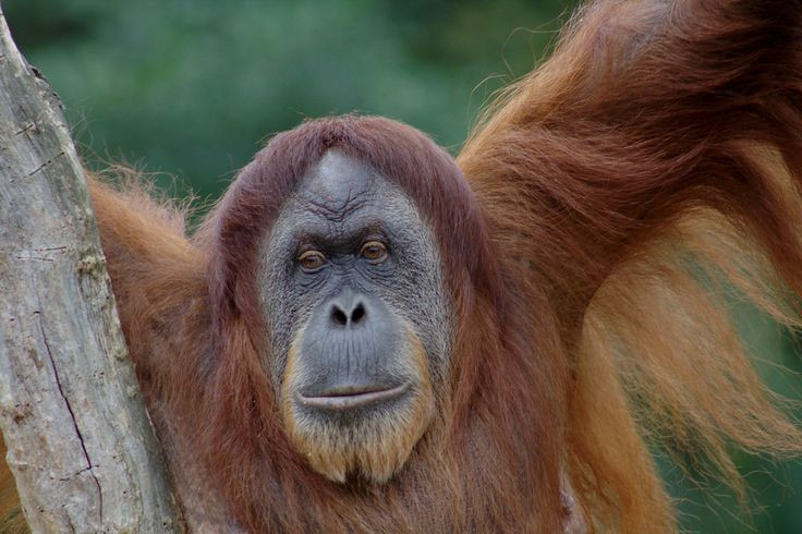 Sự thật kinh ngạc về loài vật giống con người 98% ở Đông Nam Á - Hình 6 Su that kinh ngac ve loai vat giong con nguoi 98% o Dong Nam A-Hinh-6