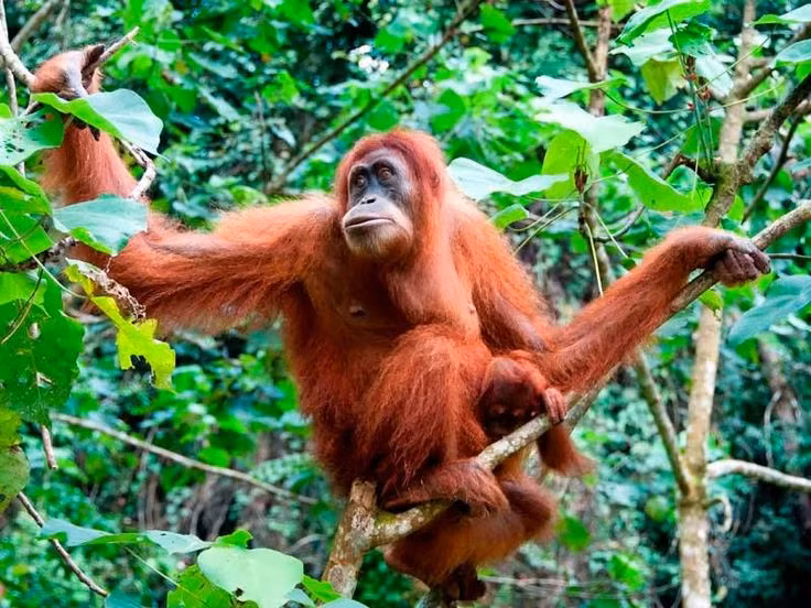 Su that kinh ngac ve loai vat giong con nguoi 98% o Dong Nam A-Hinh-9