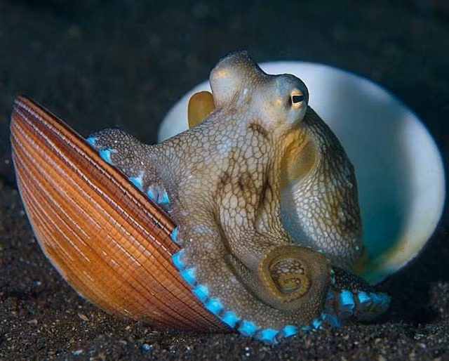 Loai vat co 9 nao, thong minh den muc con nguoi phai kinh ne-Hinh-3