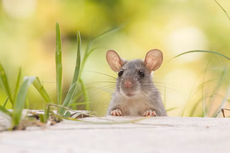 Don loc dau nam, 3 con giap giau vun vut trong thang Gieng-Hinh-2