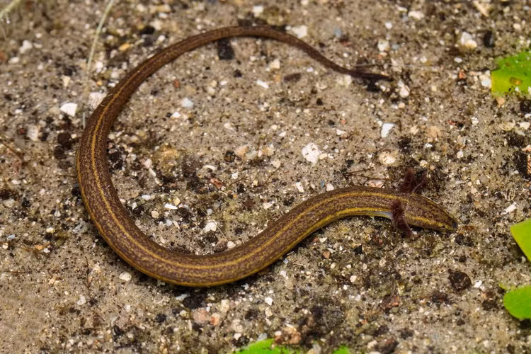 Phat hoang loai luon 2 chan ky di nhu den tu hanh tinh khac,