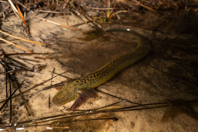 Phat hoang loai luon 2 chan ky di nhu den tu hanh tinh khac,-Hinh-12