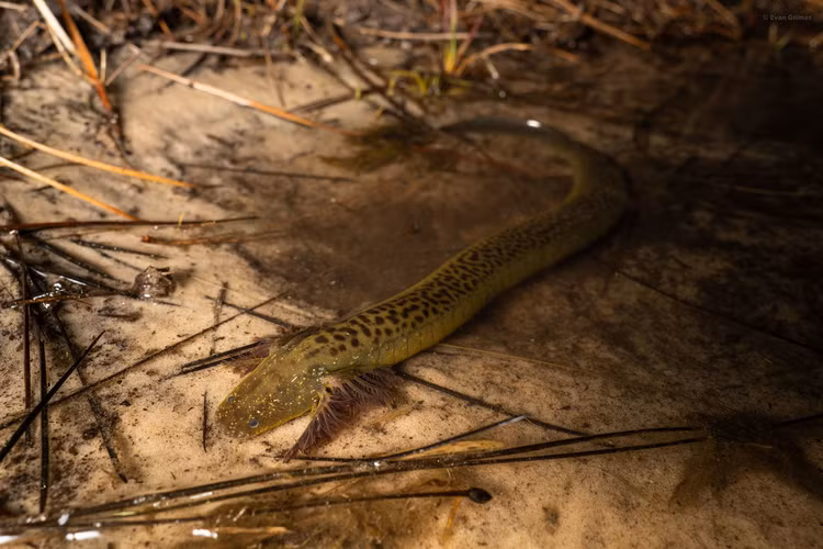 Phat hoang loai luon 2 chan ky di nhu den tu hanh tinh khac,-Hinh-12