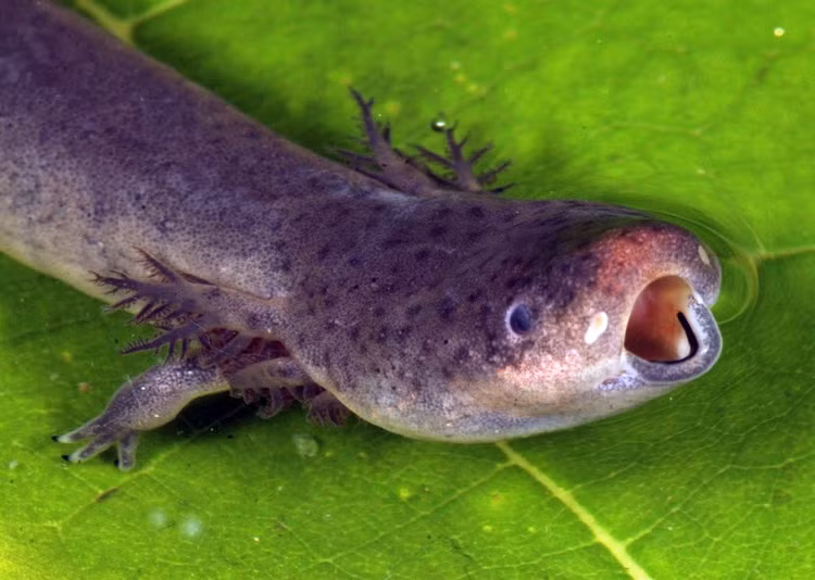 Phat hoang loai luon 2 chan ky di nhu den tu hanh tinh khac,-Hinh-5