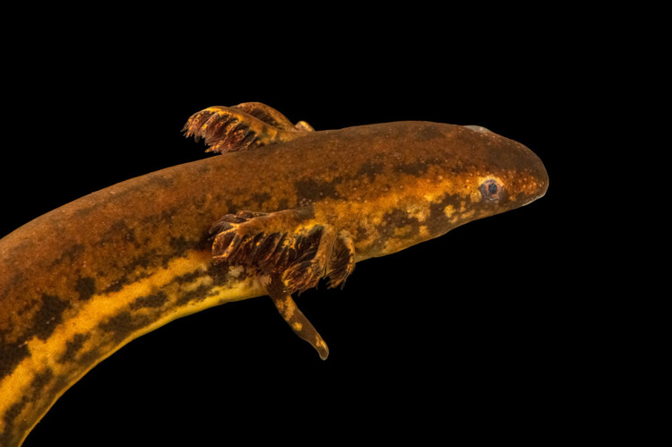 Phat hoang loai luon 2 chan ky di nhu den tu hanh tinh khac,-Hinh-4