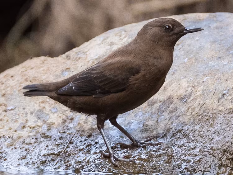 Loai chim mang ten doc dao cua Viet Nam, lan suoi san moi nhu chop-Hinh-2