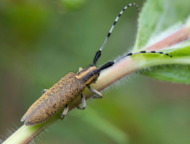Top 10 loai con trung doc dao, co the trong nhu dat vang-Hinh-6