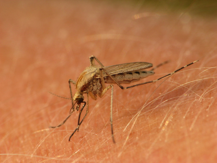 Top 10 loai con trung doc dao, co the trong nhu dat vang-Hinh-10