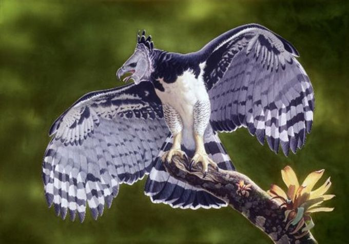 Can canh loai chim san moi dang so nhat hanh tinh... 