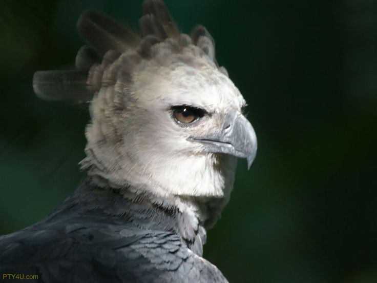 Can canh loai chim san moi dang so nhat hanh tinh... 