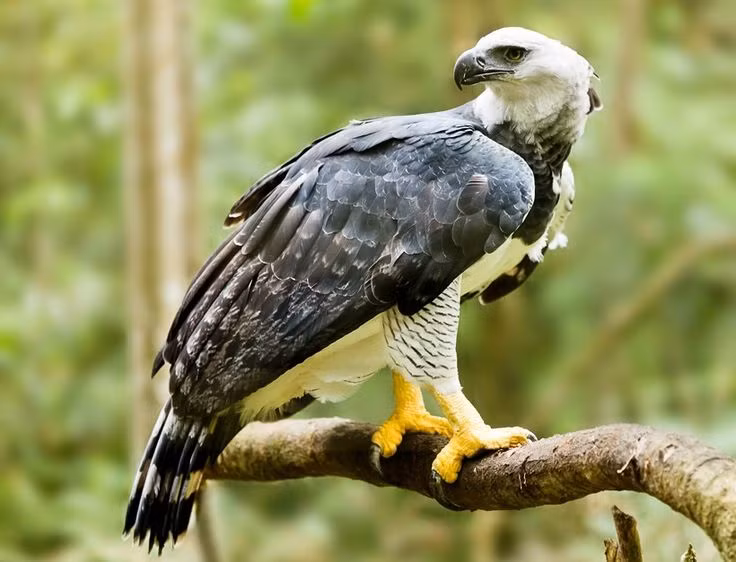 Can canh loai chim san moi dang so nhat hanh tinh... 