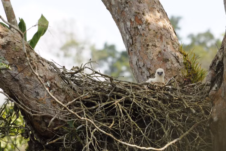 Can canh loai chim san moi dang so nhat hanh tinh... 
