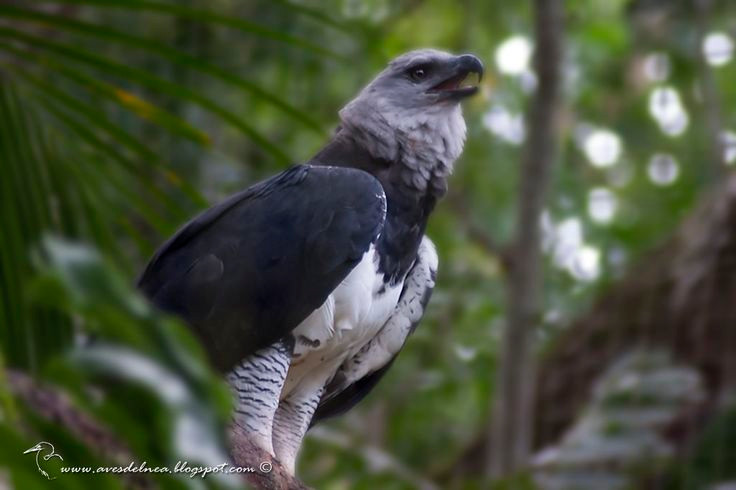 Can canh loai chim san moi dang so nhat hanh tinh... 