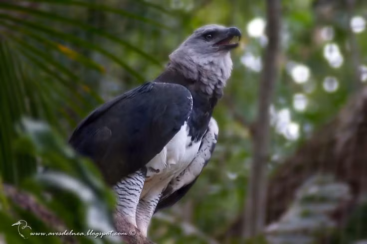 Can canh loai chim san moi dang so nhat hanh tinh... 