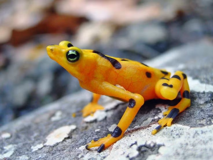 Can canh loai ech dep nhat, nguy hiem nhat, quy hiem nhat hanh tinh-Hinh-7