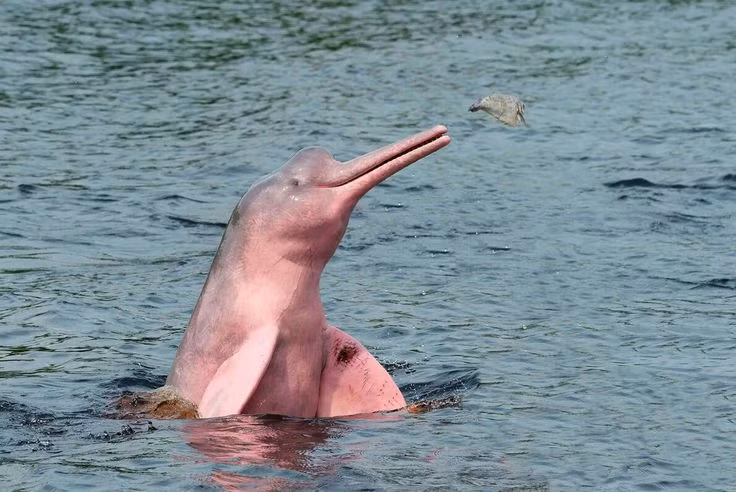 Tan muc “than thu” quy hiem, bi an nhat rung ram Amazon-Hinh-4