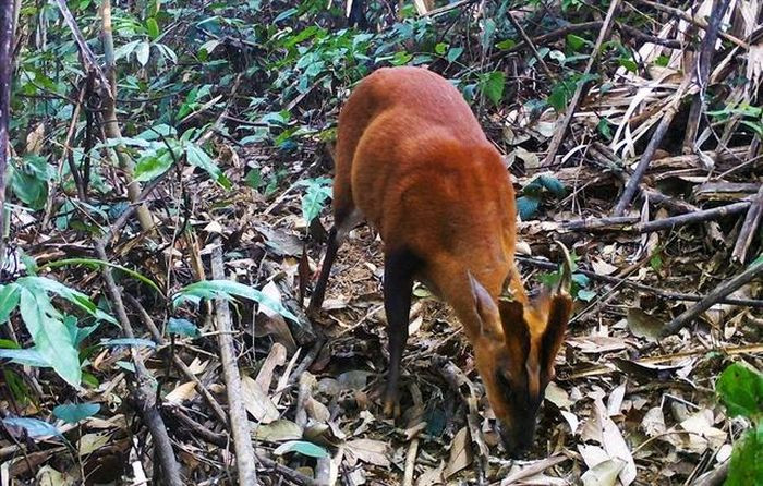 Đặt bẫy ảnh, phát hiện hàng đàn động vật quý "hành quân" tại Thanh Hóa - Hình 4 Dat bay anh, phat hien hang dan dong vat quy