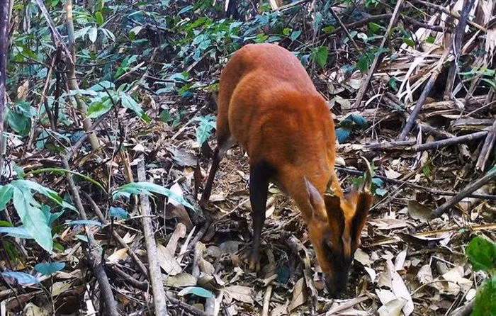 Dat bay anh, phat hien hang dan dong vat quy 
