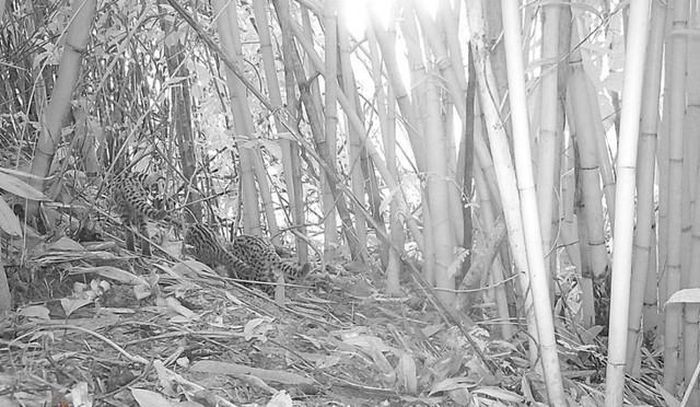 Đặt bẫy ảnh, phát hiện hàng đàn động vật quý "hành quân" tại Thanh Hóa - Hình 6 Dat bay anh, phat hien hang dan dong vat quy