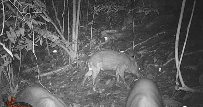 Đặt bẫy ảnh, phát hiện hàng đàn động vật quý "hành quân" tại Thanh Hóa - Hình 3 Dat bay anh, phat hien hang dan dong vat quy