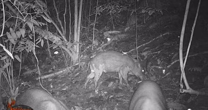 Dat bay anh, phat hien hang dan dong vat quy 