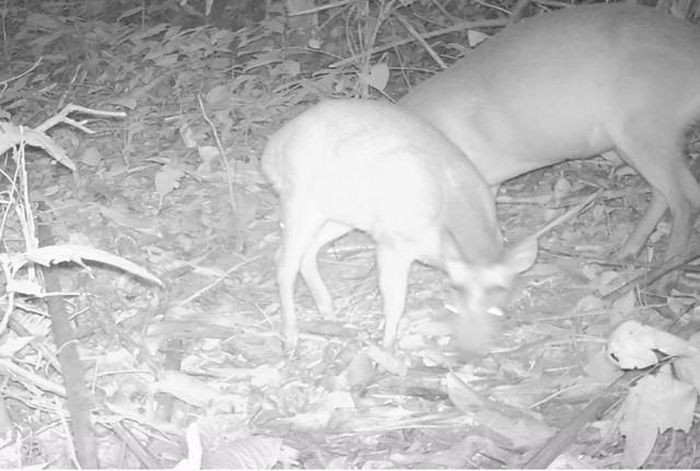 Đặt bẫy ảnh, phát hiện hàng đàn động vật quý "hành quân" tại Thanh Hóa - Hình 7 Dat bay anh, phat hien hang dan dong vat quy