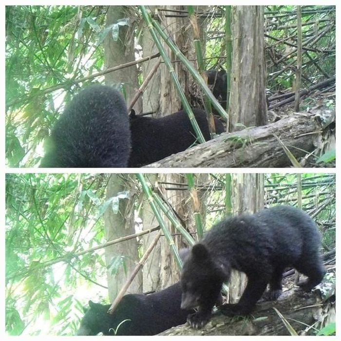 Đặt bẫy ảnh, phát hiện hàng đàn động vật quý "hành quân" tại Thanh Hóa Dat bay anh, phat hien hang dan dong vat quy